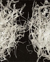 Removed streamers